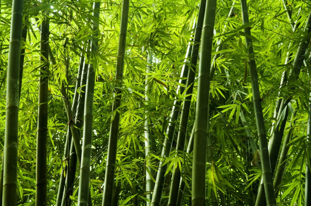 5 ways bamboo helps combat climate change