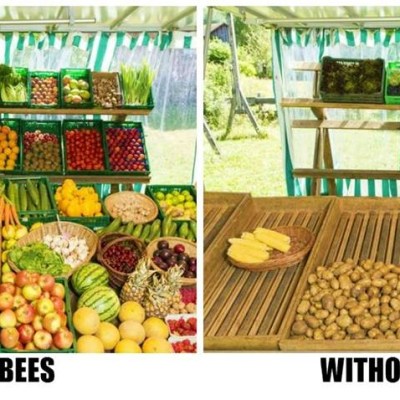 World Without Bees: A Silent Crisis for Food, Farmers & the&nbsp;Future
