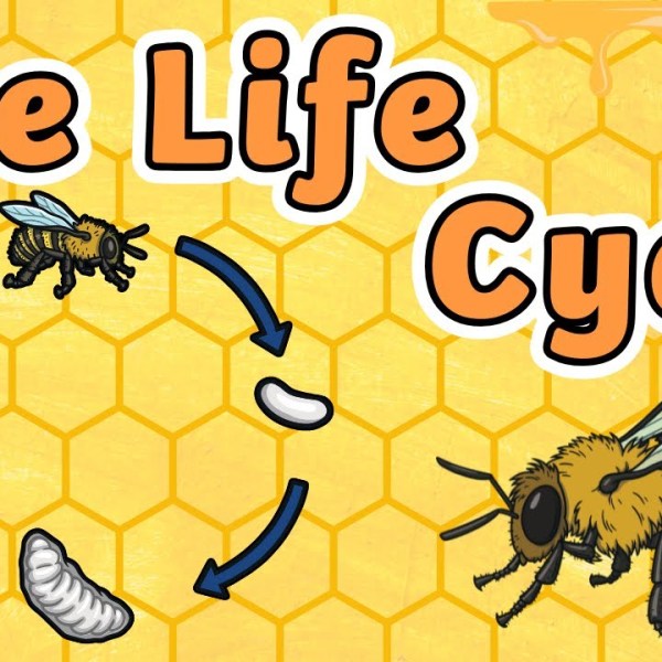 Honey Bee Lifecycle