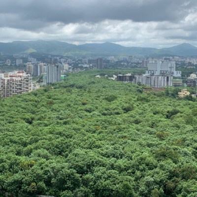 How Trees Reduce Air&nbsp;Pollution