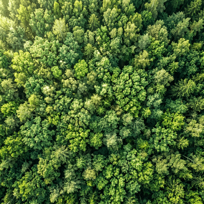 Miyawaki Afforestation: Does Crown Clashing Mean the Forest Has&nbsp;Failed?