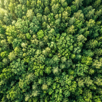 Aerial view of dense green forest canopy with various tree types