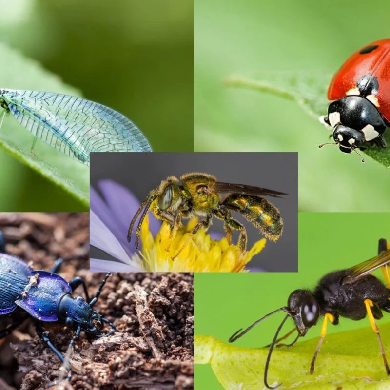 The Quick Guide to Attracting Helpful Insects to Your&nbsp;Garden