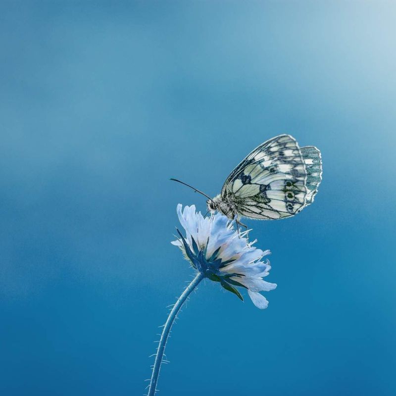 How Pollination Happens?